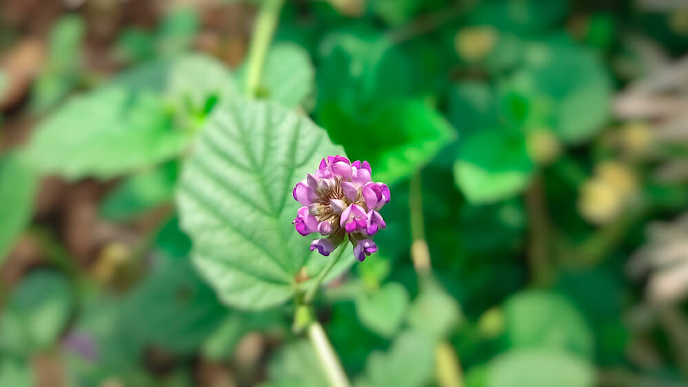 Foto de planta tradicional china Psoralea corylifolia